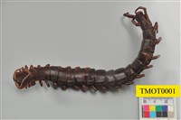 Accession Number:TMOT0001 Collection Image, Figure 1, Total 8 Figures